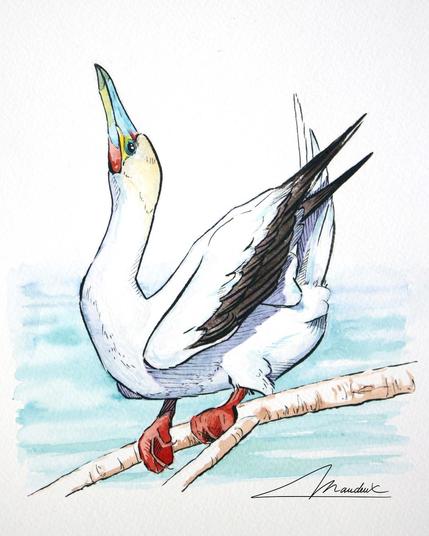 Fou a pied rouge en parade nuptiale peint à l'aquarelle et à l'encre noire