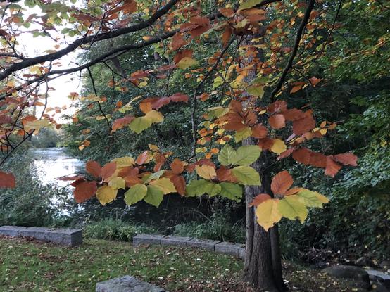 Mit Abstand der bunte Baum. Steinbänke am Ufer eines Teiches darunter.