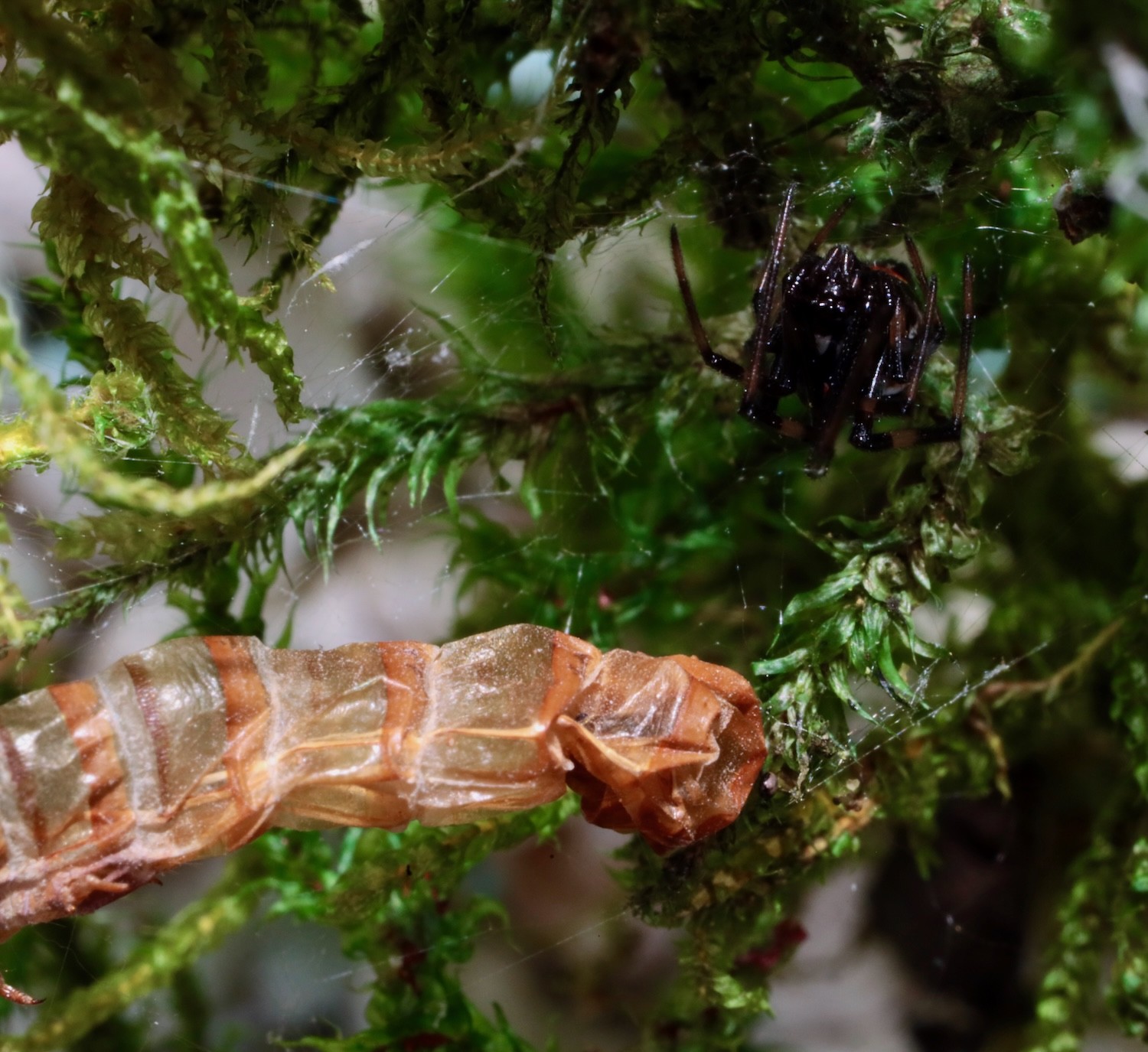 Black widow with the hollowed out husk of her prey
