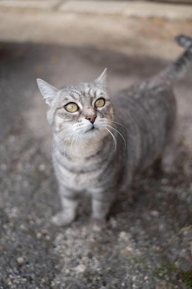 Chat gris sur fond gris, 50 nuances de chat.