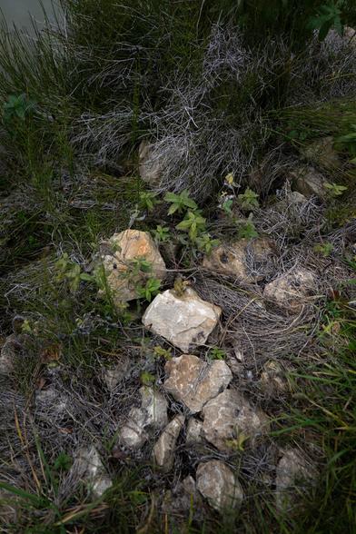 Salade de pierres sur son lit de feuillage. Comme un air automnal...