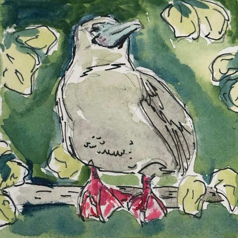 A booby bird with red feet instead of blue sitting on a log surrounded by foliage.