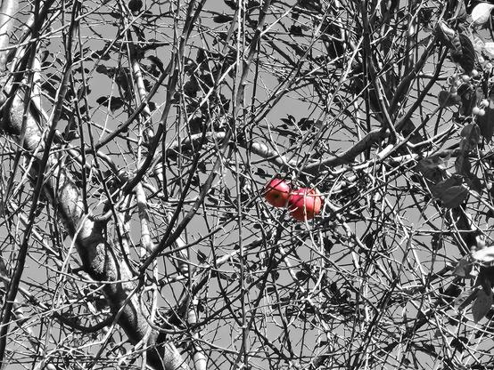 2 red apples in a greyed out image of leafless tree branches.