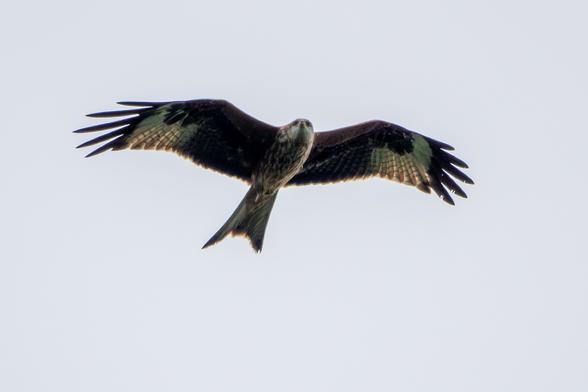 A red kite in flight, photoed from below