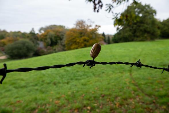 A single acorn, out of its cup, has been impaled on a barb of barbed wire. Behind is a green field and then trees.