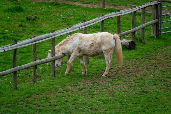 A small white horse or pony has its head stretched over a fence, trying to reach the longer grass behind it.