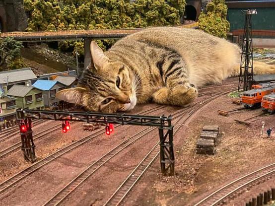 A cat laying on model railroad tracks about to take a well deserved nap