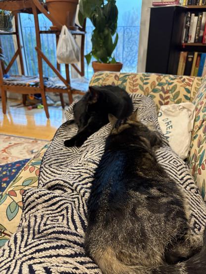 A photo of a tabby and a black cat lying on a person who is lying on a couch. In the background there are plants and a book shelf