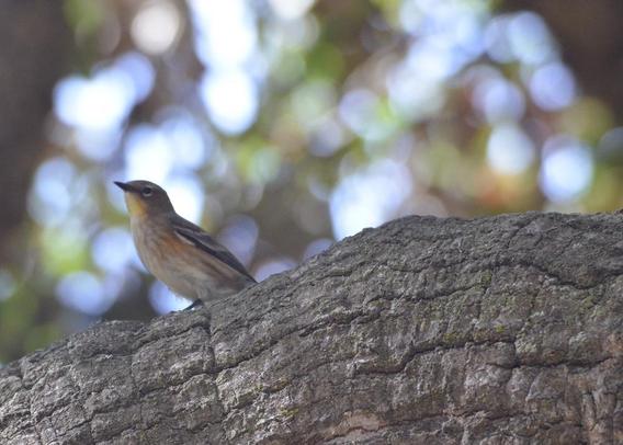 Photo of a small bird, a yellow-rumped warbler. Credit Dieter Lukas