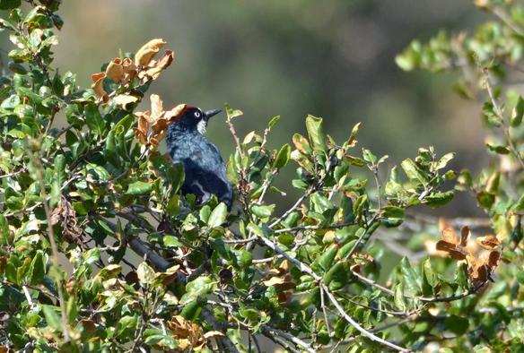 Photo of a bird, a acorn woodpecker. Credit Dieter Lukas