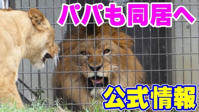 のんほいパークのライオン三つ子❤️パパ・アースと同居練習スタート😍