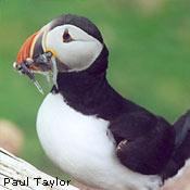 Atlantic puffin