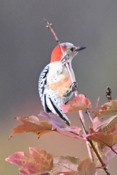 Red Bellied Woodpecker in a maple tree is clinging to the underside of the end of a branch.

Visible is the red on the belly and on the back of the neck