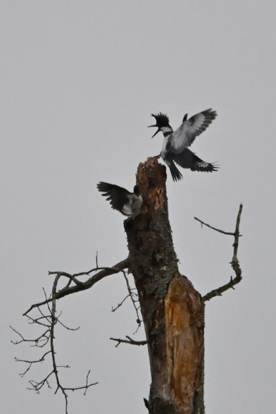 a belted kingfisher alights on top of a dead tree stump - wings spread and beak wide open.

this is the only type of kingfisher you'll find in these parts