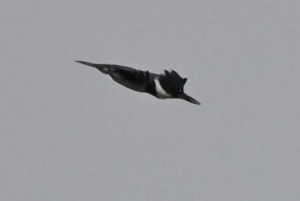 Kingfisher in a shallow dive, wings swept back, beak slightly cracked