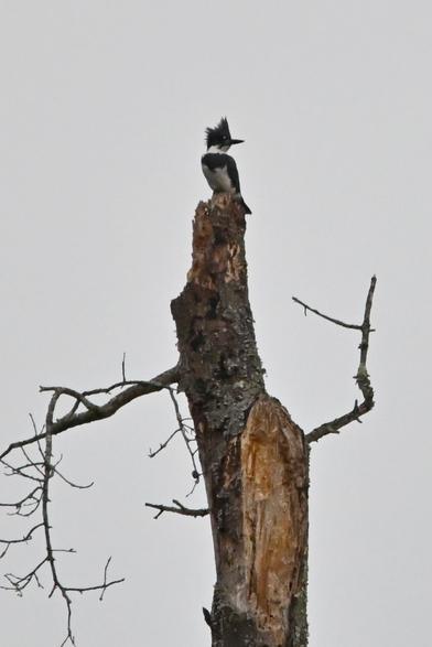 Kingfisher returns to his perch, head turned to display his crest