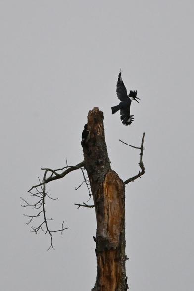 Kingfisher leaving his perch briefly
