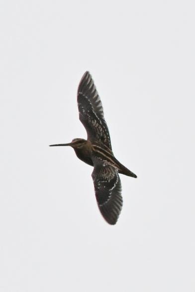 A dark colored bird with a long bill flying, the back of it's wings visible showing dark feathers with some light specks and stripes down it's back.

Everything was backlit today, it seemed.
