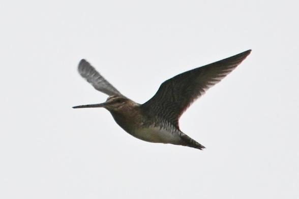 better view of the underside of this bird - a light colored belly, darker under-wing area and  reddish brown neck/head