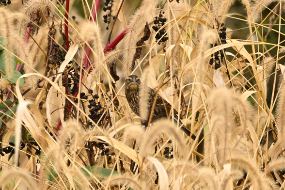 a brown speckled bird with an orange chin patch, light colored eyebrows, and what appears to be a blue beak peers out from some straw colored grasses.