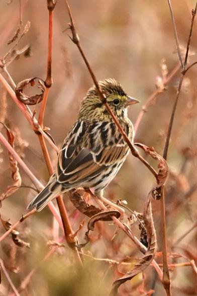 a savannah sparrow sitting in reddish undergrowth. the crown feathers are puffed into a small crest.

from all-about-birds:

Savannah Sparrows are brown above and white below, with crisp streaks throughout. Their upperparts are brown with black streaks, and the underparts are white with thin brown or black streaks on the breast and flanks. Look for a small yellow patch on the face in front of the eye.