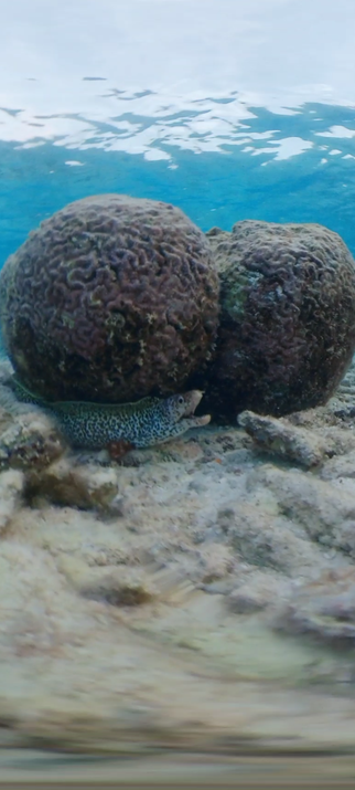 Screengrab from my underwater cam: A Spotted Moray Eel, Mangel Halto Beach, Aruba