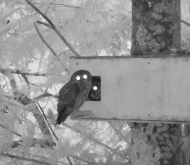 IR (night vision) photo of 2 ruru at a nest box with one sitting on the perch and the other inside the entrance, boch looking at the camer with their eyes reflecting the lights.