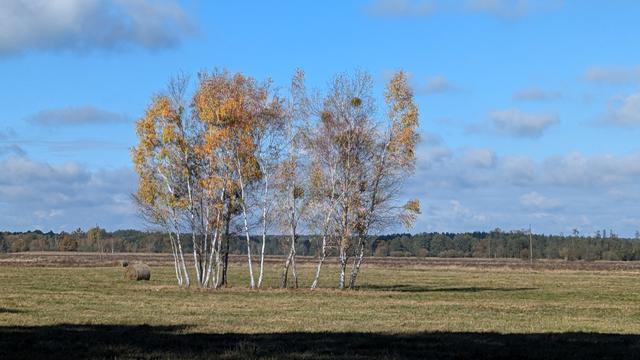Polish gold autumn - birch trees on a beautiful sunny day, the sky is blue and the leaves are gold
