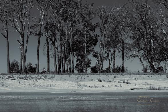 Black and white photograph of a line of eucalyptus trees on the far bank of a river.