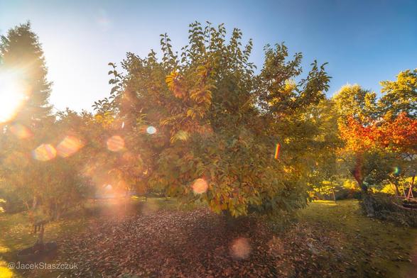 Magnolia z jesiennymi, kolorowymi liśćmi w promieniach porannego słońca
