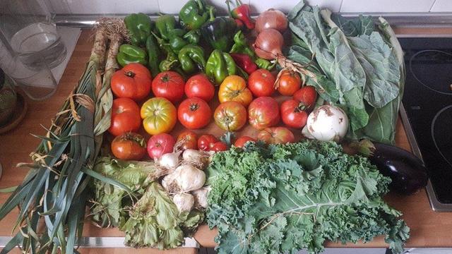 Contenido de la cesta de la semana sobre una encimera de cocina.
A la izquierda un manojo de puerros. En ma parte de arriba de la foto, pimientos italianos y gordos. Un par de cebollas. Y unas hojas de berza asa de cántaro.
En el centro, tres hileras de tomates, uan berenjena blanca y otra negra.
En la parte inferior, dos mini lechugas. Unas cabezas de ajos. Y hojas de kale.