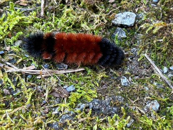 A woolly bear caterpillar, black on the ends and rusty brownish orange in the middle and fuzzy and cute, crawling through scraggly pale green moss growing on gray stones.