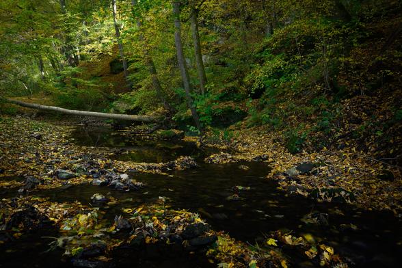 Ein Bach im herbstlichen Wald. Ein umgefallener Baum