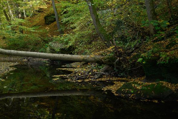 Ein Bach im herbstlichen Wald. Ein umgefallener Baum