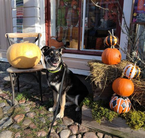 Koira istuu mukulakivetyksellä vaaleanpunaisen, vanhan puutalon edessä. Toisella puolellaan on tuoli, jossa suuri, keltainen kurpitsa, oikealla puolellaan asetelma, jossa on olkia ja oransseja sekä kirjaviksi maalattuja kurpitsoita