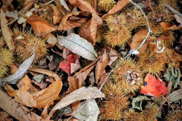 Several spiky chestnuts lying amongst fallen autumn leaves