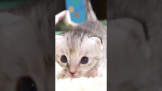 ヨチヨチ歩きの子猫たちがお部屋探索中！？【赤ちゃん猫　保護猫】