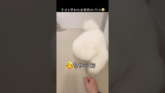お出かけ前の小さな攻防戦😂【ビションフリーゼ】【コパン】