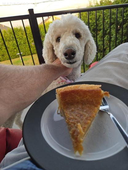 Bella the white Royal Poodle salivating to the idea that she could get a piece of that pie that her human is holding on his lap, which sadly she will not. Backgroung is grass and cedar hedges.