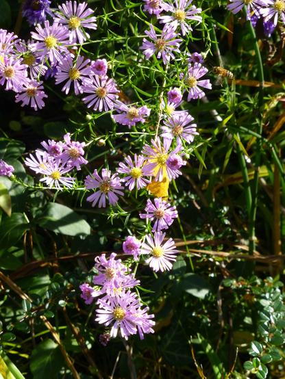 #Astenern lila, mit #Bienen