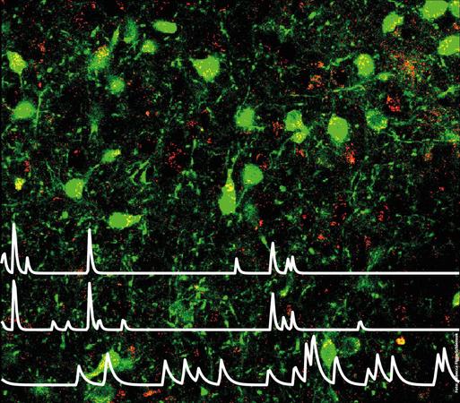 Fluoreszenzmikroskopbild von Neuronen mit grünen und roten Markierungen, überlagert mit neuronalen Aktivitätsdiagrammen.