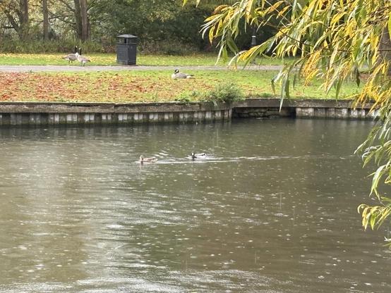 Two mallards swimming down a canalised river in the pouring rain