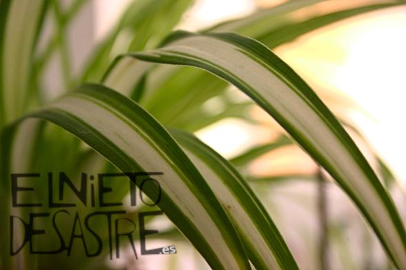 Fotografía de una planta cinta.