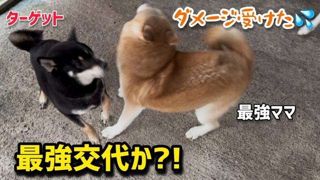 ターゲットに秒でやられて意気消沈な柴犬ママの絶句顔が笑えました
