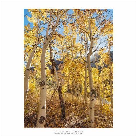 Sierra Nevada autumn aspen grove