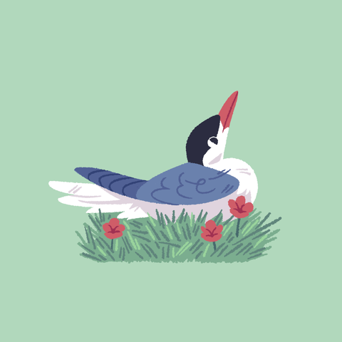 A painting of an arctic tern settled down in some grass and red flowers, looking up inquisitively.
