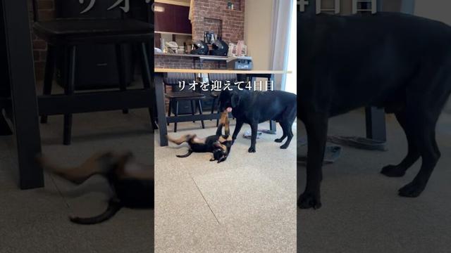 ロットワイラーのリオ、4日で打ち解けた！黒ラブ＆コーギーと大はしゃぎ  #ロットワイラー#ラブラドール #子犬