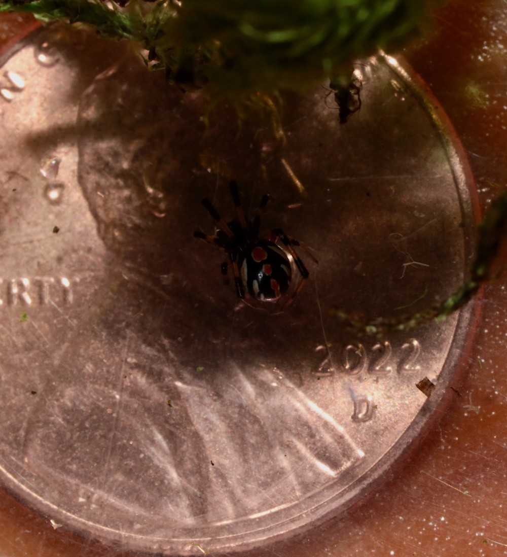Latrodectus juvenile on a penny