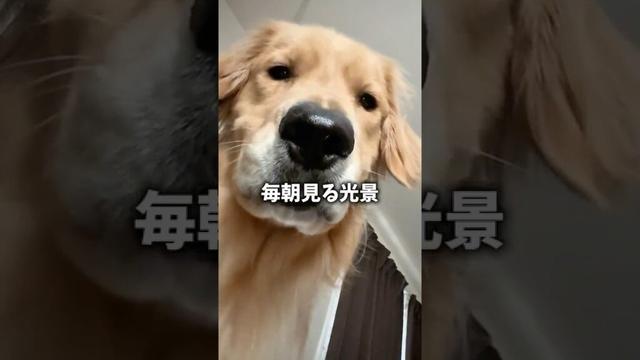 ふごぉっ！！ #大型犬 #ゴールデンレトリバー