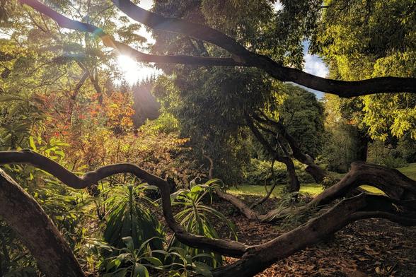A natural scene dominated by the twisting, dark, and sinuous branches of large trees that frame the foreground. Sunlight bursts through the foliage in the upper left, casting long rays and creating a bright lens flare. The background is a mix of lush green leaves and hints of yellow and burnt orange autumn colours. The forest floor is covered in fallen leaves, contributing to a mystical, serene, and deeply-shadowed mood.